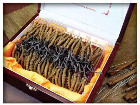 灞桥冬虫夏草回收